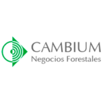 cambium